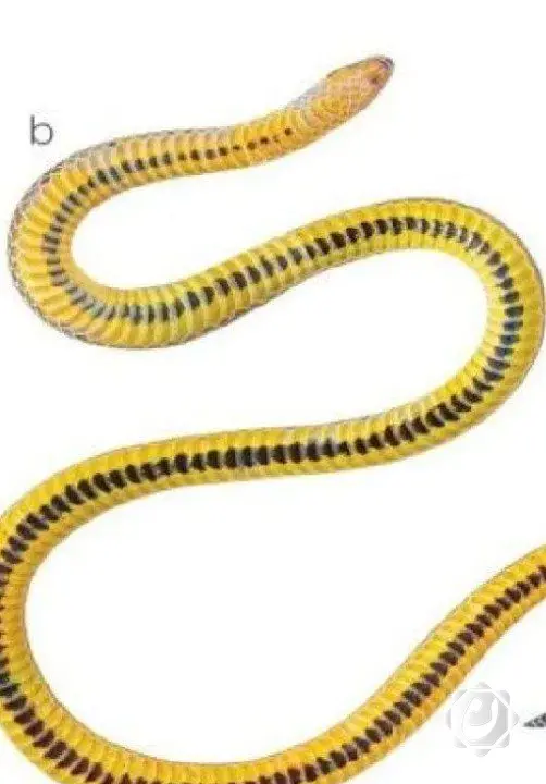 خبراء الثعابين يحذرون من دخول أفعى سامة جديدة إلى العراق