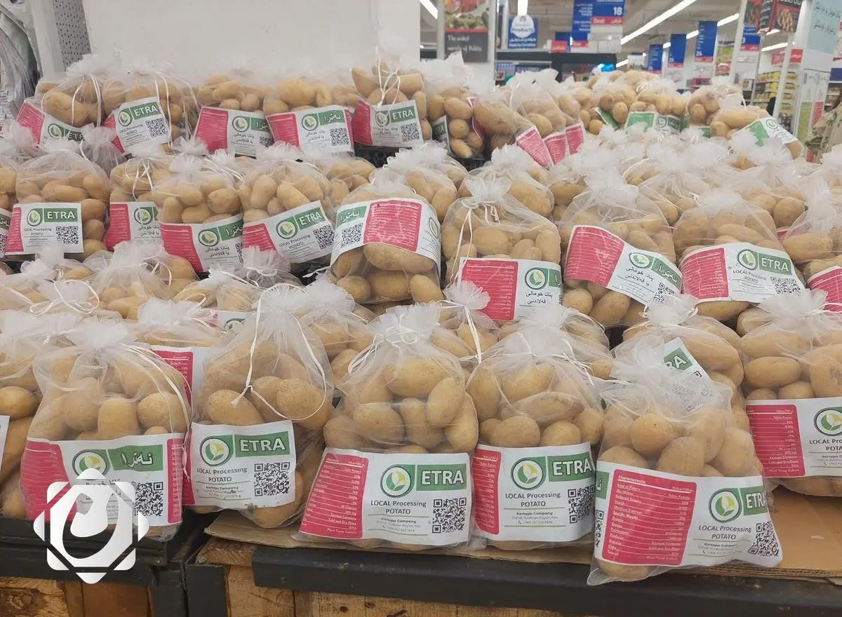نجاح زراعة صنفي البطاطا "إترا ويوسف" في دهوك