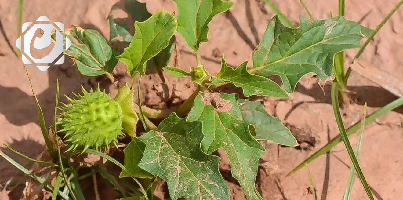 الزراعة تعلن عن تشكيل فرق أمنية لمكافحة انتشار نبتة (الداتورا) المخدرة