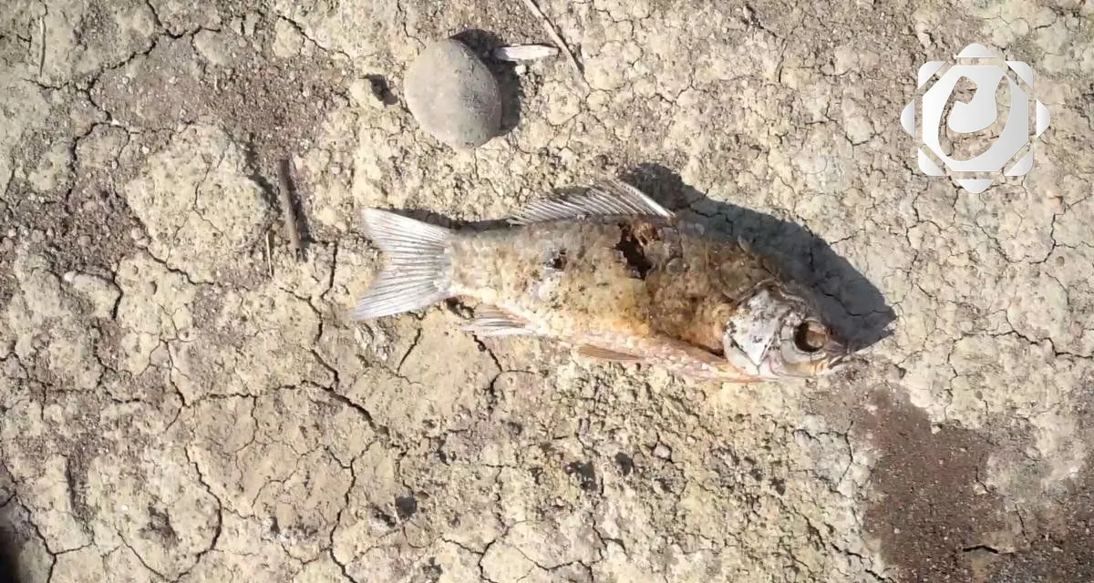 قائممقامية دربندخان توضح أسباب نفوق الأسماك في الأحواض