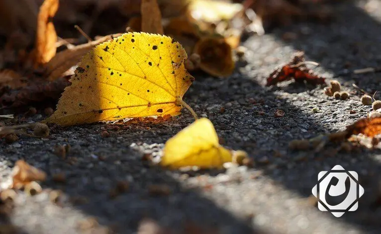 موسكو تسجل جفافًا تاريخيًا مع بداية الخريف