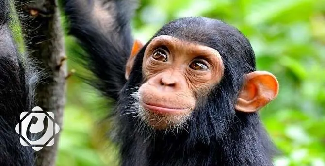 دراسة تكشف عن استهلاك الشمبانزي للكحول بمعدل مماثل للبشر