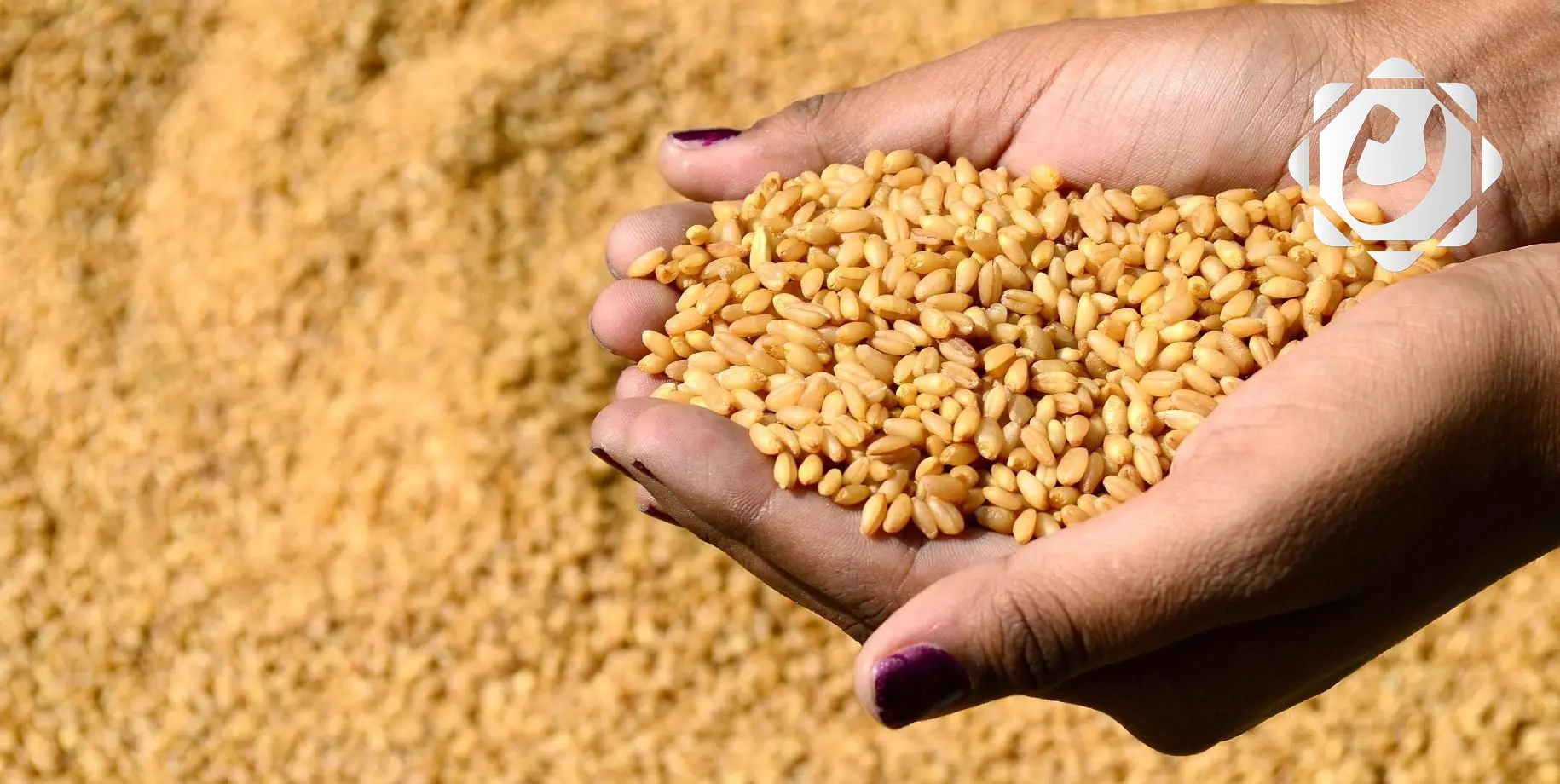 وزارة التجارة تؤكد سلامة الخزين وتنفي وجود حنطة مسمومة