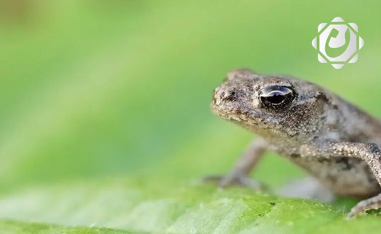 امرأة صينية تتناول ثماني ضفادع حية لعلاج آلام ظهرها