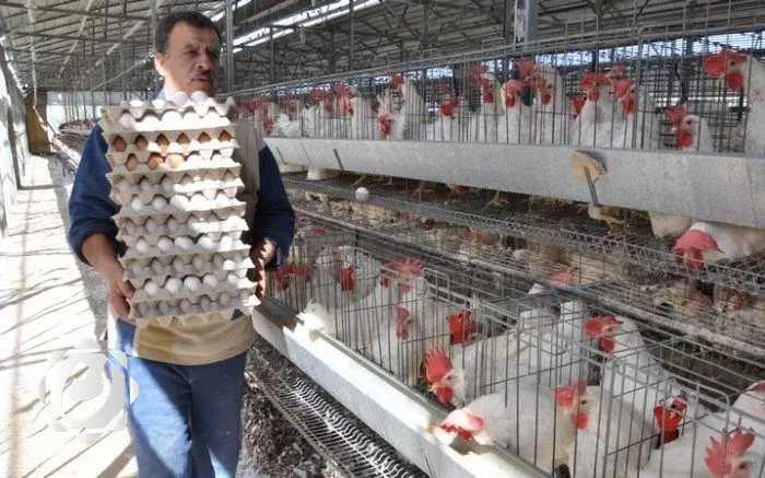 العراق يحظر استيراد الدواجن ومنتجاتها من 39 دولة