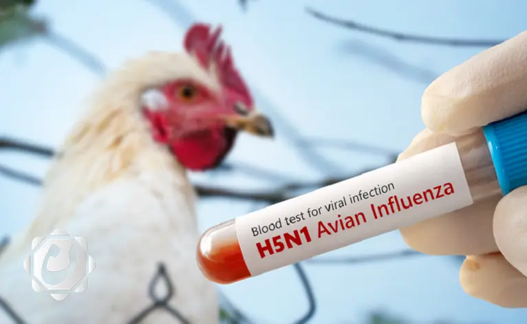 تسجيل إصابات بمرض إنفلونزا الطيور في نينوى