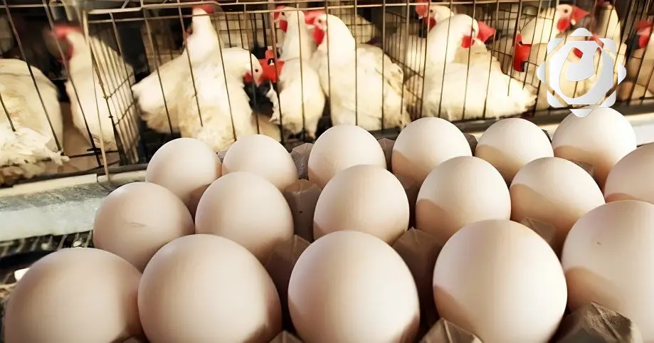 وزارة الزراعة تحذر من احتكار البيض وتؤكد استعدادها للاستيراد