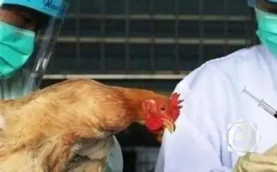 نينوى تؤكد خلوها من إنفلونزا الطيور وتطمئن المواطنين