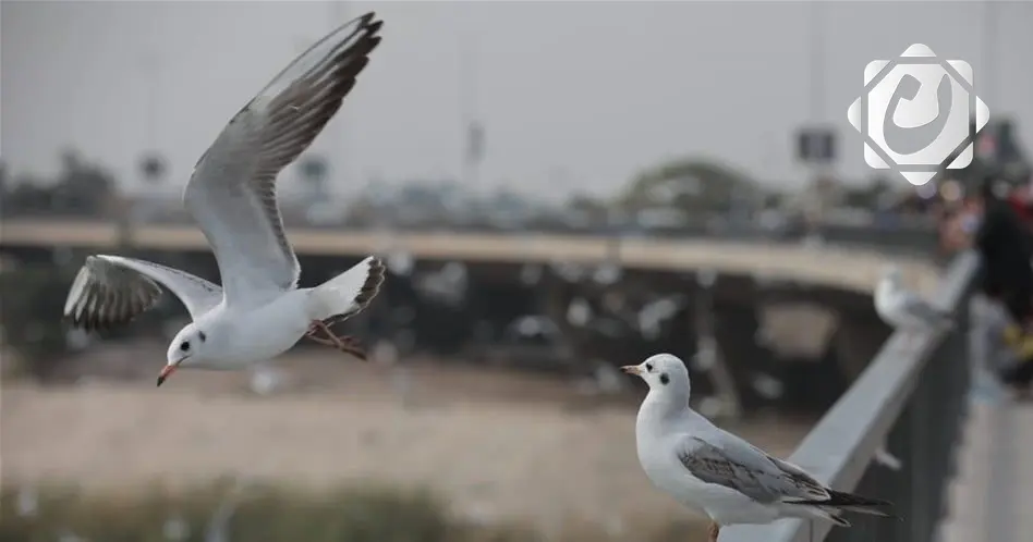 حالة الطقس في العراق: أجواء مستقرة في الجنوب والوسط مع هطول زخات مطر في الشمال