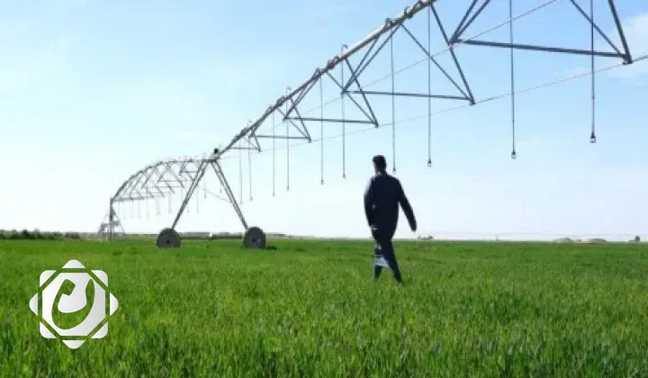 النجف تعلن خطة لزراعة 191 ألف دونم من الحنطة في الأراضي الصحراوية