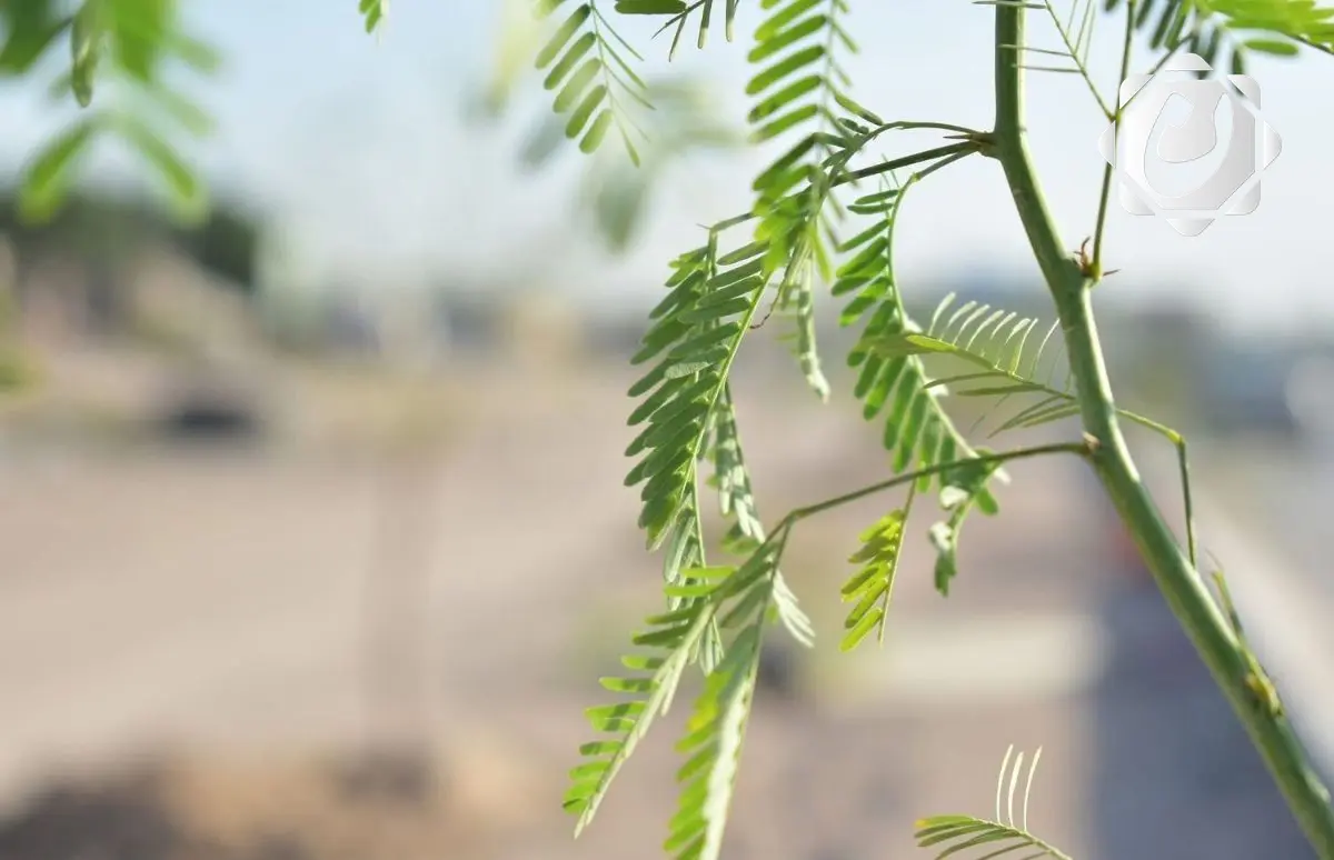 دعوة لمساندة حملة التشجير في قضاء الزبير