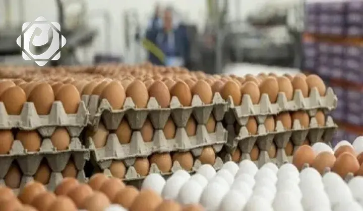 وزارة الزراعة تؤكد أن ارتفاع أسعار البيض مؤقت وتعمل على استقرار الأسعار