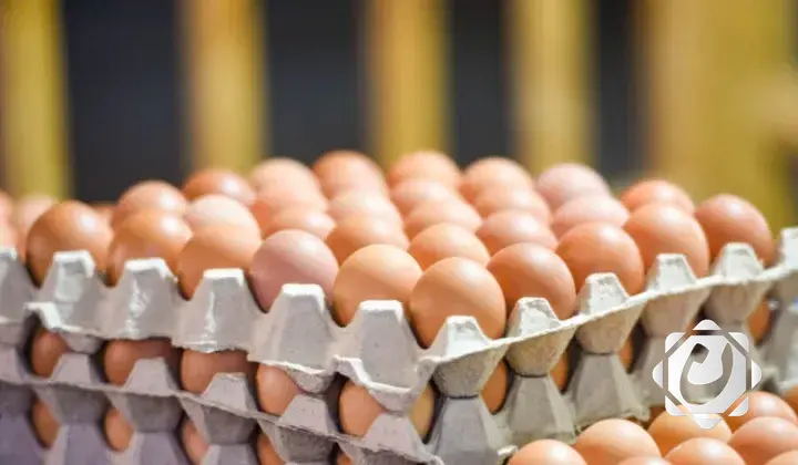 مجلس المنافسة يتخذ إجراءات جديدة لضبط أسعار بيض المائدة