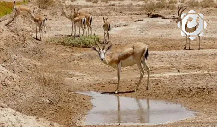 وزارة الزراعة توضح تفاصيل تخصيص 65 مليار دينار لشراء الأعلاف