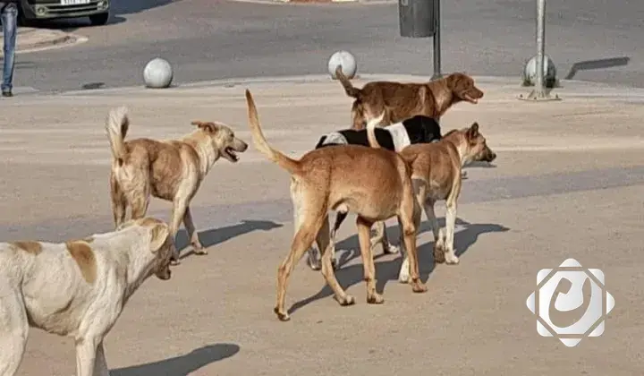 تحذيرات من زيادة خطر الكلاب السائبة في البصرة