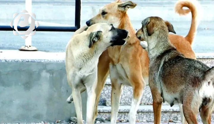 محافظة بغداد تدرس إنشاء مركز لإيواء الكلاب السائبة