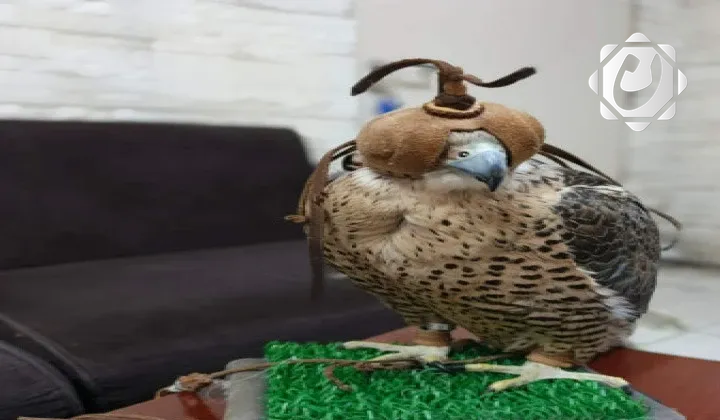 الزراعة تصادر صقراً مخالفاً في مطار بغداد الدولي