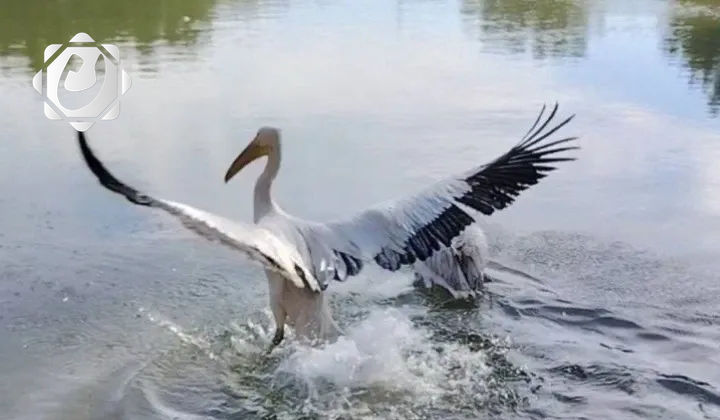 مديرية بيئة كربلاء تنفذ حملات لحماية الطيور المهاجرة