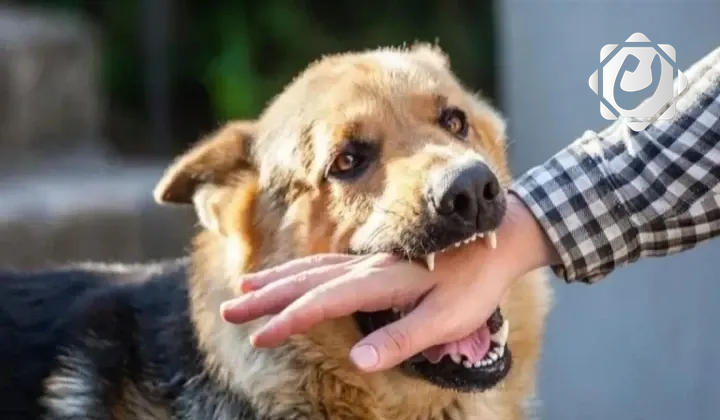 تسجيل 19 حالة وفاة بداء الكلب في العراق خلال العام الماضي