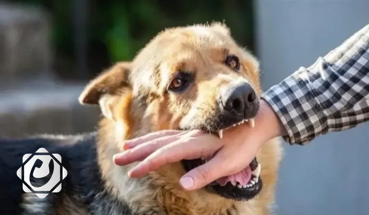 العراق: تسجيل نحو 47 ألف إصابة بهجمات الكلاب السائبة