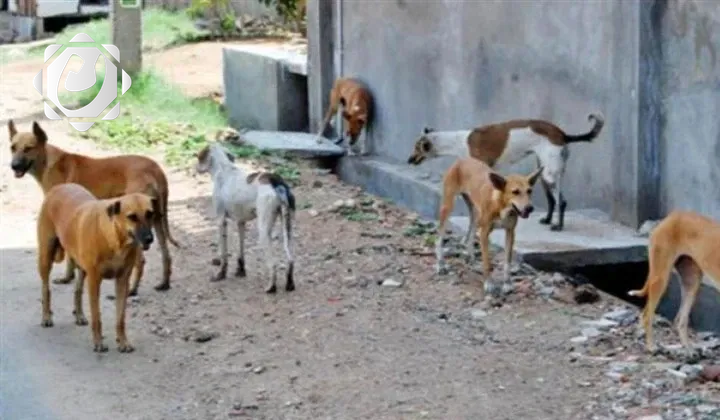 مصرع فتاة نتيجة عضة كلب مسعور في نينوى