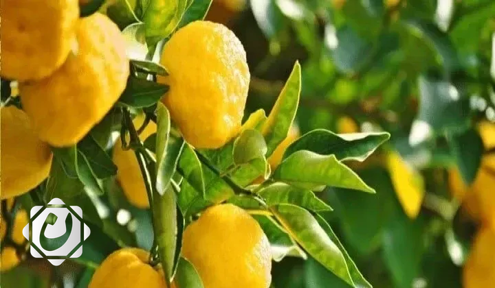 العراق يتصدر قائمة مستوردي الحمضيات التركية في 2025