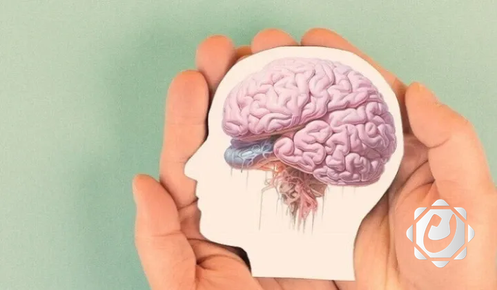 دراسة تكشف عن آلية جديدة لإعادة نشاط الخلايا العصبية المتقدمة في السن