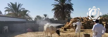 ارتفاع إصابات الحمى النزفية في ذي قار إلى 41 حالة بينها 6 وفيات