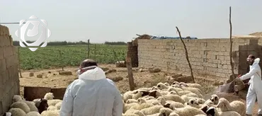 زيادة إصابات الحمى النزفية في ذي قار إلى 47 حالة