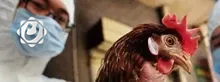 أستراليا تسجل أول إصابة مؤكدة بإنفلونزا الطيور H5N1